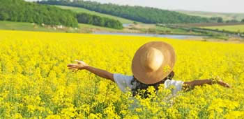 Field of yellow flowers